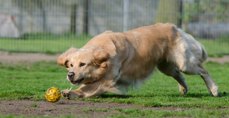 A dog playing ball