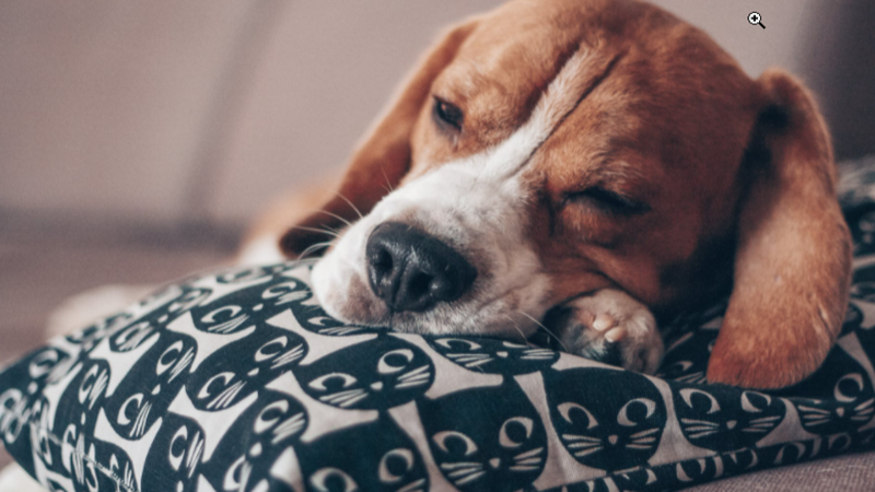 a sleepy Beagle Puppy