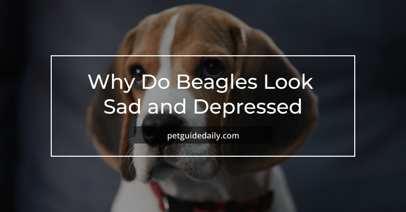 a Beagles puppy
