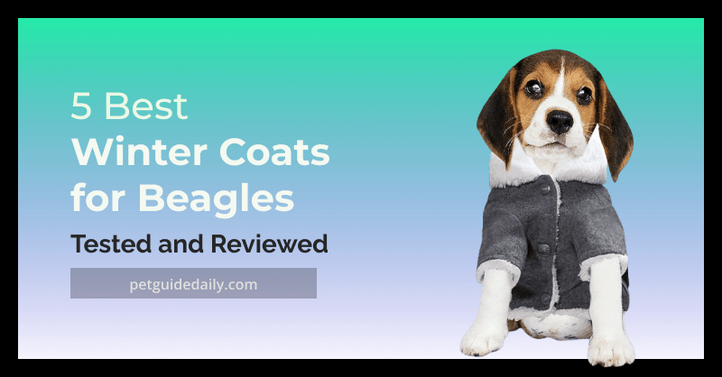 A Beagle puppy on a coat