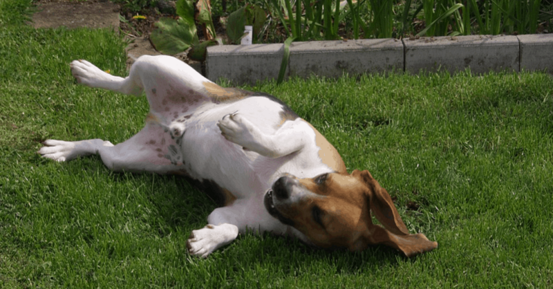 a Beagles dog playing on grass