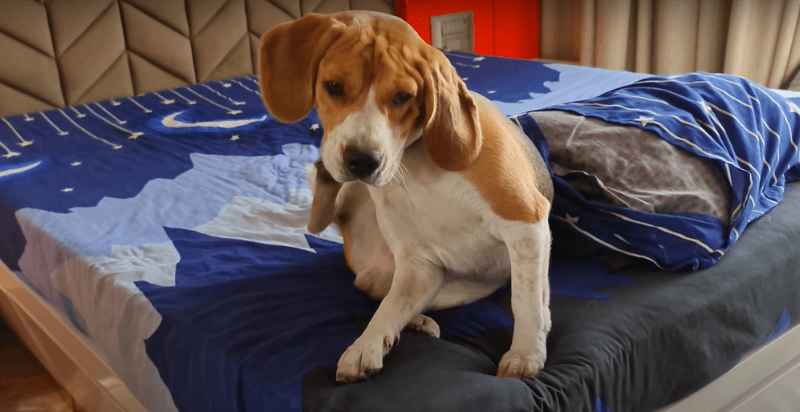 A  beagle itching his body